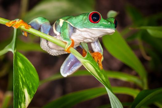 Tight tree frog swings on the plant and ready to jump