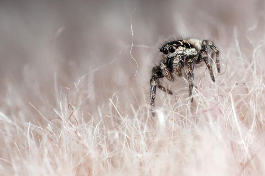 Funny little spider on a synthetic hairy fur