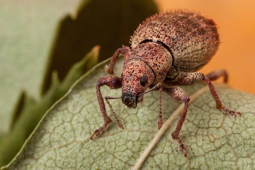 Polydrusus bug climbs on a stringy leaf