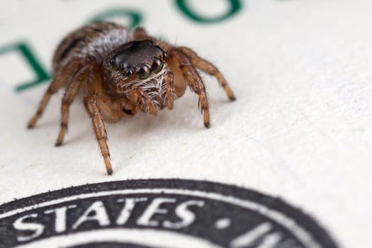 Jumping spider on a one hundred dollars banknote