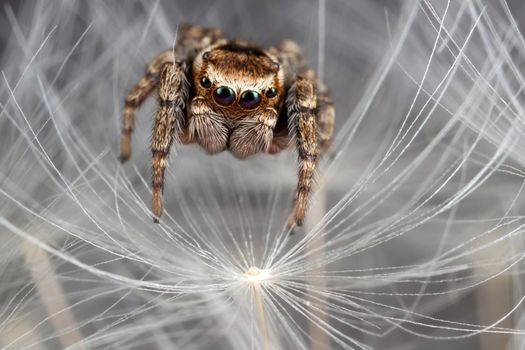 Jumping spider on a white dandelion fluff