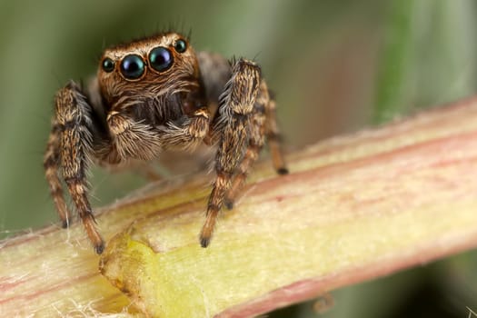 Jumping spider walking on a flower stem