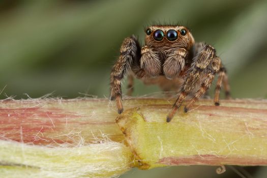 Jumping spider walking on a flower stem