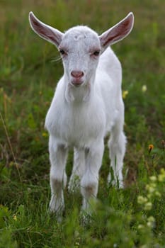 Small white goat in a green meadow looking to us