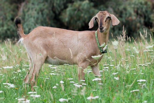 Anglo Nubian goat in light green grass meadow with white outdoor flowers