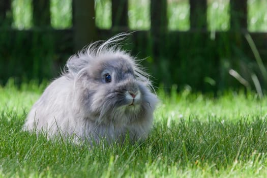 Long hair decorative gray little rabbit lying on green grass