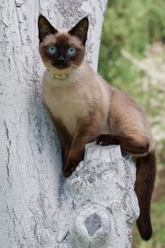 Siamese the cat squats in a white-painted tree