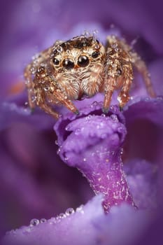 Jumping spider all covered with dew drops on the nice purple flower