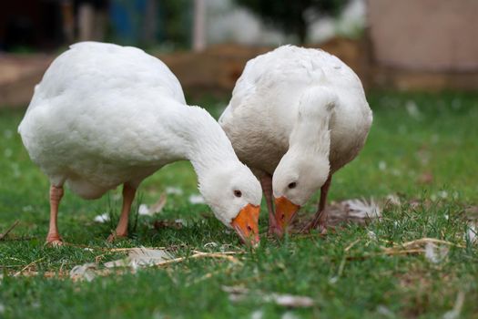 A pair of white geese eat grass in the yard