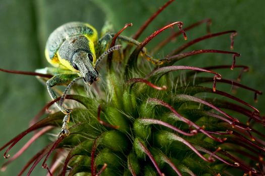 Geum plant and nice polydrusus bug sitting on it and view to camera