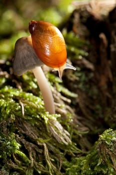 Sunlight illuminated snail in the forest on the little mushroom in a green moss background