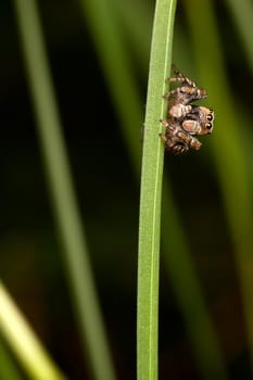 Jumping spider sitting on a thin grass