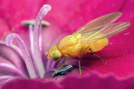Golden fly eating pollen on a pink flower bloom 