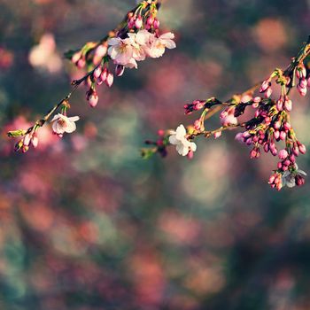 Spring blossom background. Beautiful nature scene with blooming tree in springtime. 