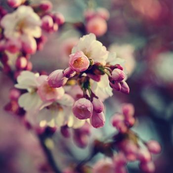 Spring blossom background. Beautiful nature scene with blooming tree in springtime. 