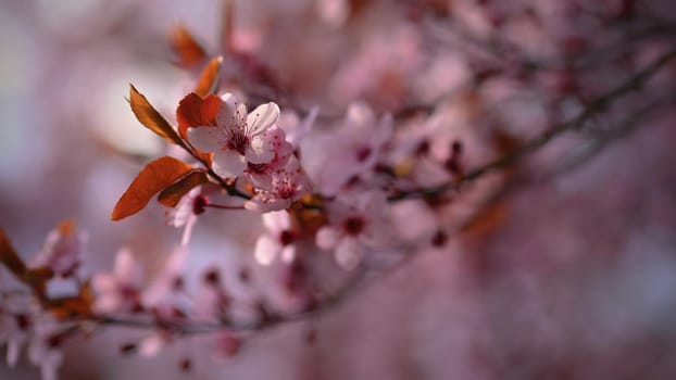 Branches of blossoming cherry. Background in spring on nature outdoors. Pink sakura flowers in springtime.