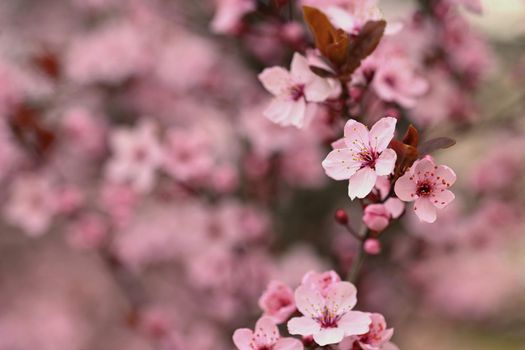 Branches of blossoming cherry. Background in spring on nature outdoors. Pink sakura flowers in springtime.