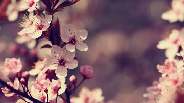 Beautiful flowering Japanese cherry Sakura. Season Background. Outdoor natural blurred background with flowering tree in spring sunny day.