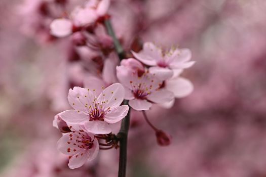 Branches of blossoming cherry. Background in spring on nature outdoors. Pink sakura flowers in springtime.