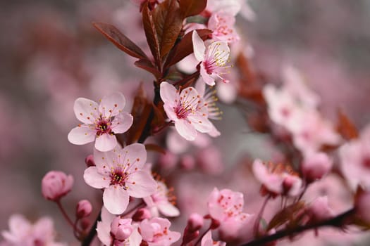 Beautiful flowering Japanese cherry Sakura. Season Background. Outdoor natural blurred background with flowering tree in spring sunny day.