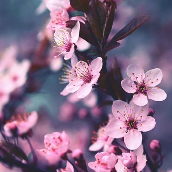 Beautiful flowering Japanese cherry Sakura. Season Background. Outdoor natural blurred background with flowering tree in spring sunny day.