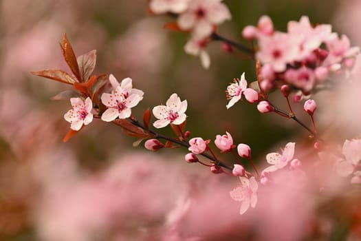 Beautiful flowering Japanese cherry Sakura. Season Background. Outdoor natural blurred background with flowering tree in spring sunny day.