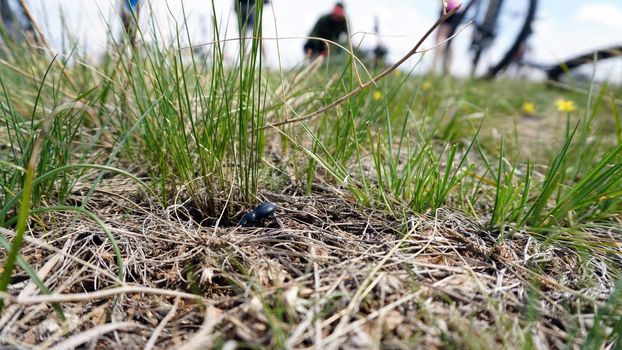 A black beetle crawls through the dry grass. Looking for something. There are dry branches, earth and sand. Green grass grows. Steppe of Kazakhstan. The beetle has 6 legs and 2 antennae. Macro video