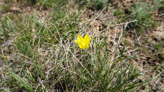 Yellow wild tulip grows in the steppe. Macro photography of a flower. Green and yellow grass all around. A flower on a long stem among the grass. Just blooming. Kazakhstan.