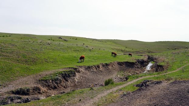 Cows graze on green meadows. Along the ravine there is a river and a trail. The sky is covered with white clouds. The green hills are covered with bushes. Steppes of Kazakhstan, Almaty.