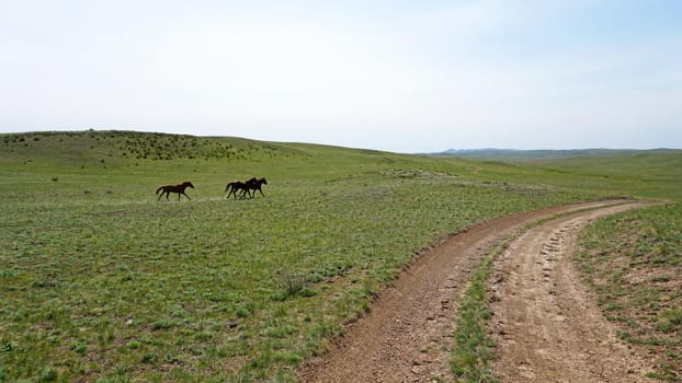 A pack of horses run across a green field. Low hills covered with grass and bushes. In the distance, white clouds and blue sky. The road leads nowhere. Dust from the sweat of hooves. Kazakhstan.