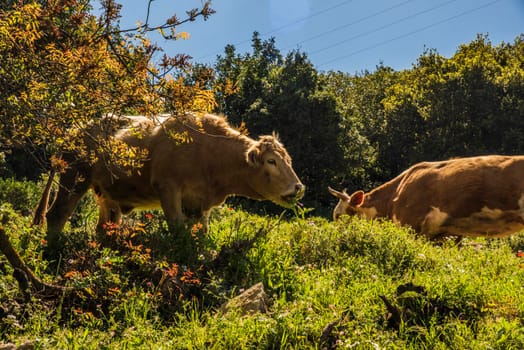 A herd of cows grazing on grass in front of a forest. Travel concept hiking. North District Israel High quality photo