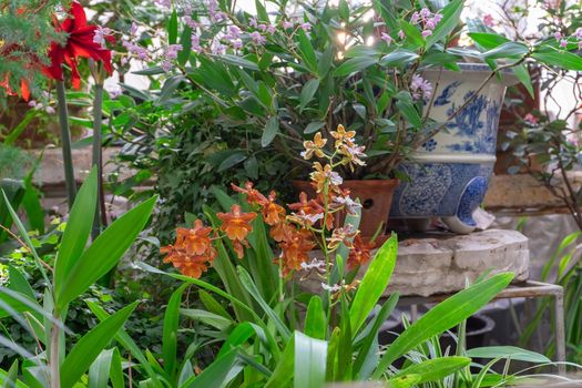 Blooming plants in the winter garden. Home floriculture, plant growing, urban jungle, quarantine hobby concept. Selective focus.