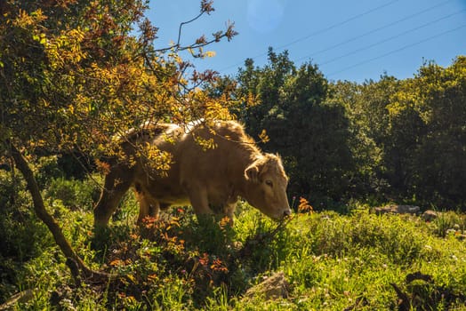 A herd of cows grazing on grass in front of a forest. Travel concept hiking. North District Israel High quality photo