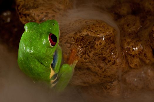 Red eye frog in humidity. Terrarium irrigation and frog on the stone