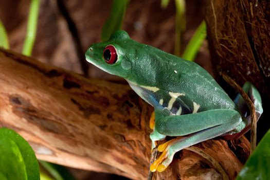 Beautiful green red eyed frog female sitting on a branch