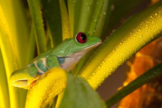 Red-eyed tree frog sitting on the  wet plant leaf