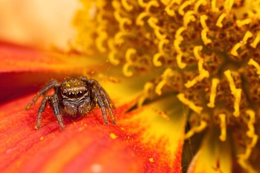 Jumping spider on the pollen red orange petal