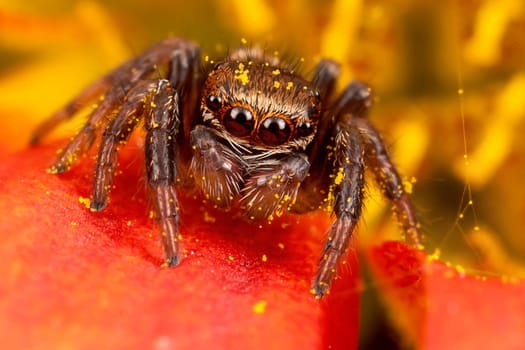 Jumping spider on the pollen red orange petal