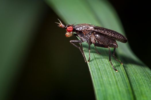 Long-Legged fly sitting on the green grass macro