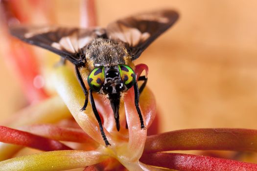 Deer fly and her big beautiful eyes
