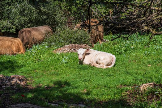 A herd of cows and a calf grazing on grass in front of a forest. Travel concept hiking. North District Israel. High quality photo