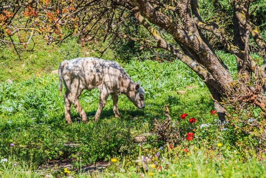 A herd of cows and a calf grazing on grass in front of a forest. Travel concept hiking. North District Israel. High quality photo