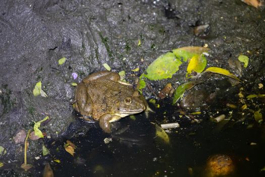 Closeup natural frog on dirty mud in waste water canal, take photo in night 
