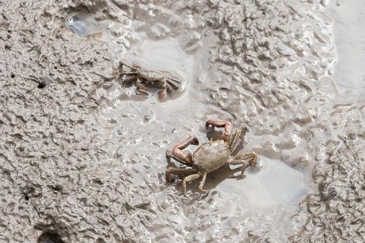 Closeup sentinel crab, Macrophthalmus erato on muddy mangrove forest