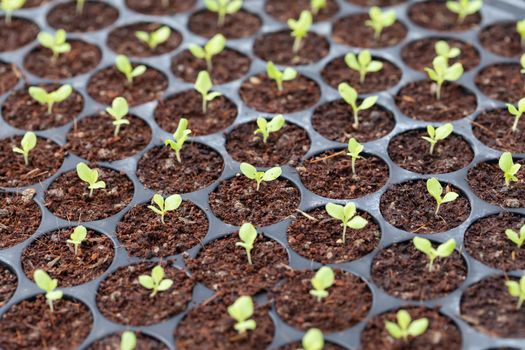 Closeup little cos lettuce vegetable sprout seeding in tray, organic planting preparation in natural farm