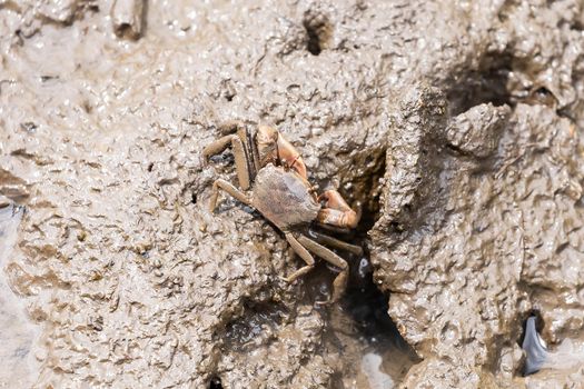 Closeup metaplax elegan crab on muddy mangrove forest