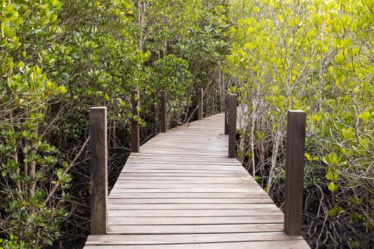 Wooden walk way in rhizophora apiculata blume forest in red mangrove area, special tree with prop or buttress root and also for aerating