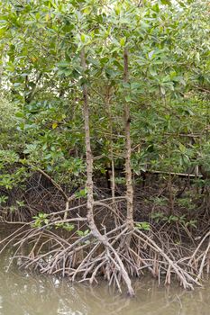 Rhizophora apiculata blume forest in red mangrove area, special tree with prop or buttress root and also for aerating