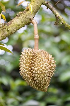 Monthong durian on tree, King of fruit from Thailand