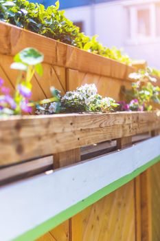 Spring flowers on self-made wooden flower box, euro palette